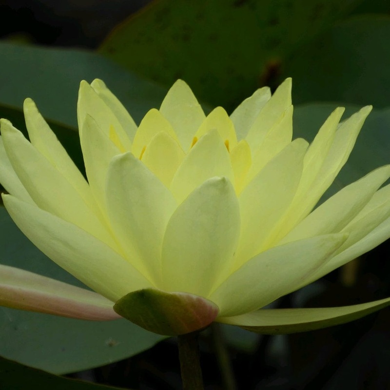 Golden Water Lily | Nymphaea ‘Joey Tomocik’ Plant in a 3L Aquatic Pot