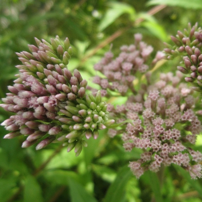 Hemp Agrimony | Eupatorium cannabinum Plant in a 1L Aquatic Pot