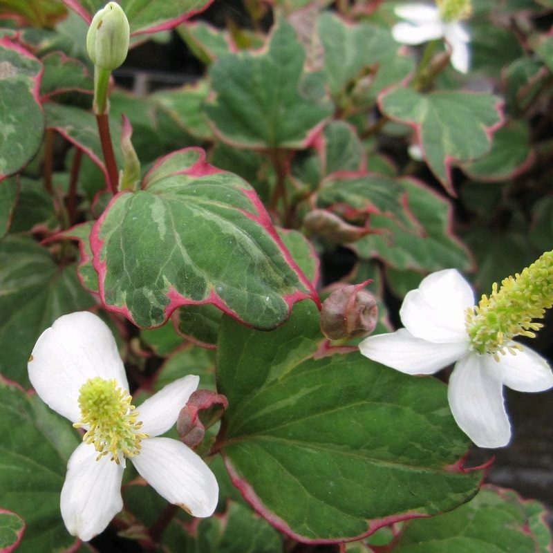 Houttuynia cordata ‘Boo Boo’ Plant in a 1L Aquatic Pot
