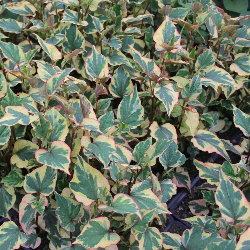 Houttuynia cordata ‘Chameleon’ Plant in a 1L Aquatic Pot