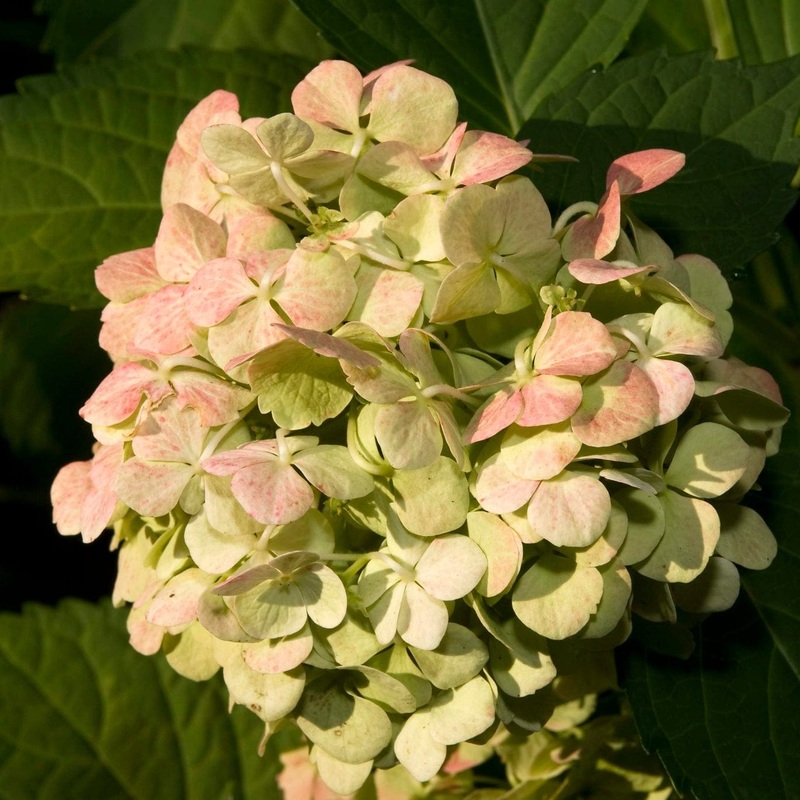 Hydrangea macrophylla ‘Madame Emile Mouillere’ Plant in a 3L Pot