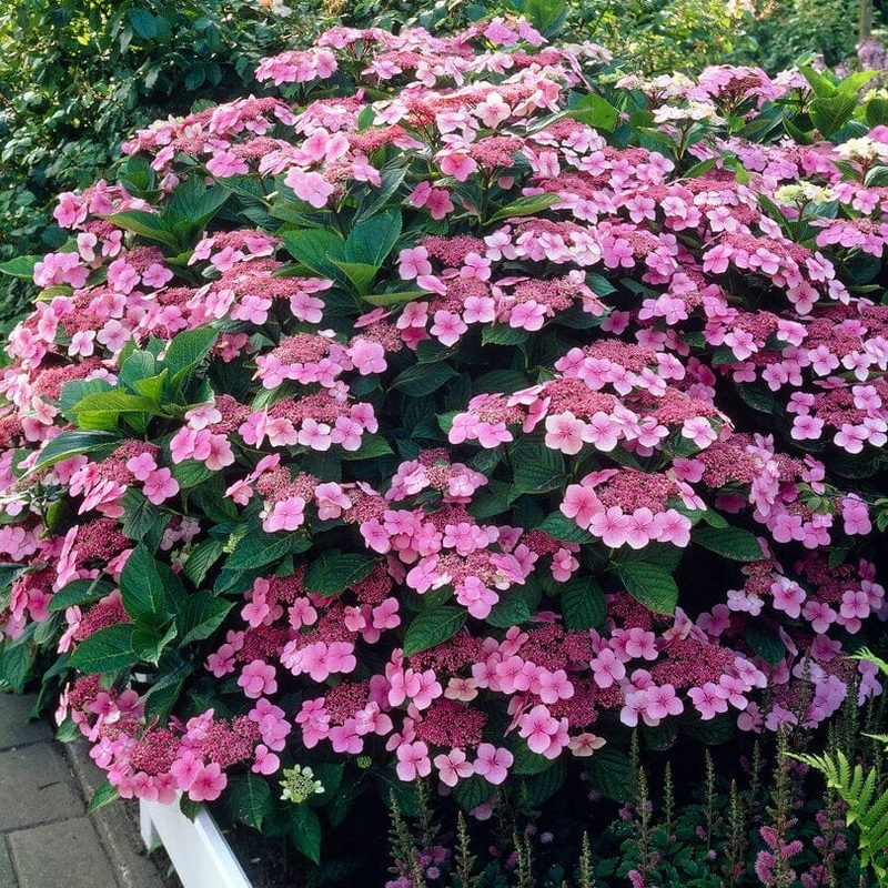 Hydrangea macrophylla ‘Mariesii Perfecta’ Plant in a 3L Pot