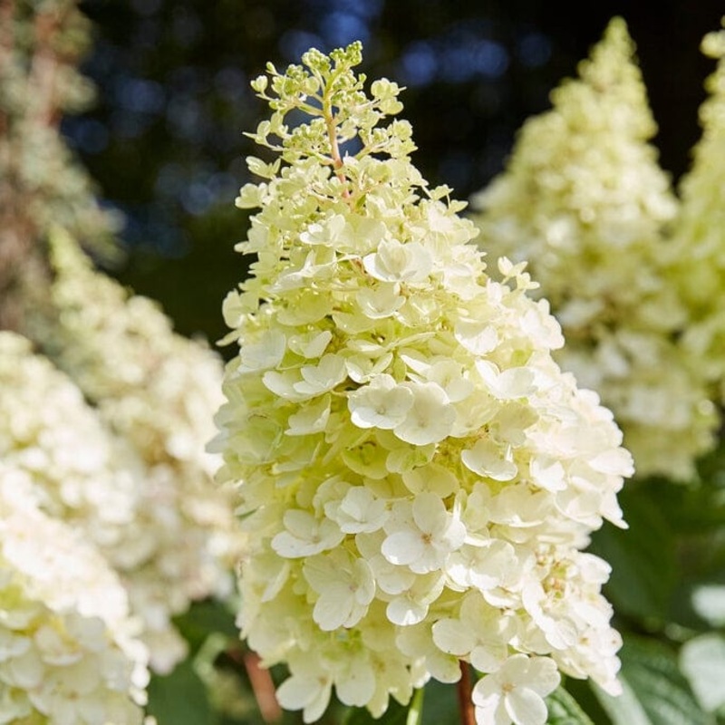 Hydrangea paniculata ‘Pinky Winky’ Plant in a 3L Pot