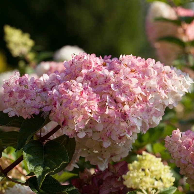 Hydrangea paniculata ‘Vanille Fraise’ Plant in a 3L Pot