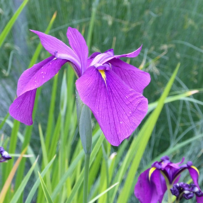 Iris ensata | Japanese Clematis Iris Plant in a 1L Aquatic Pot