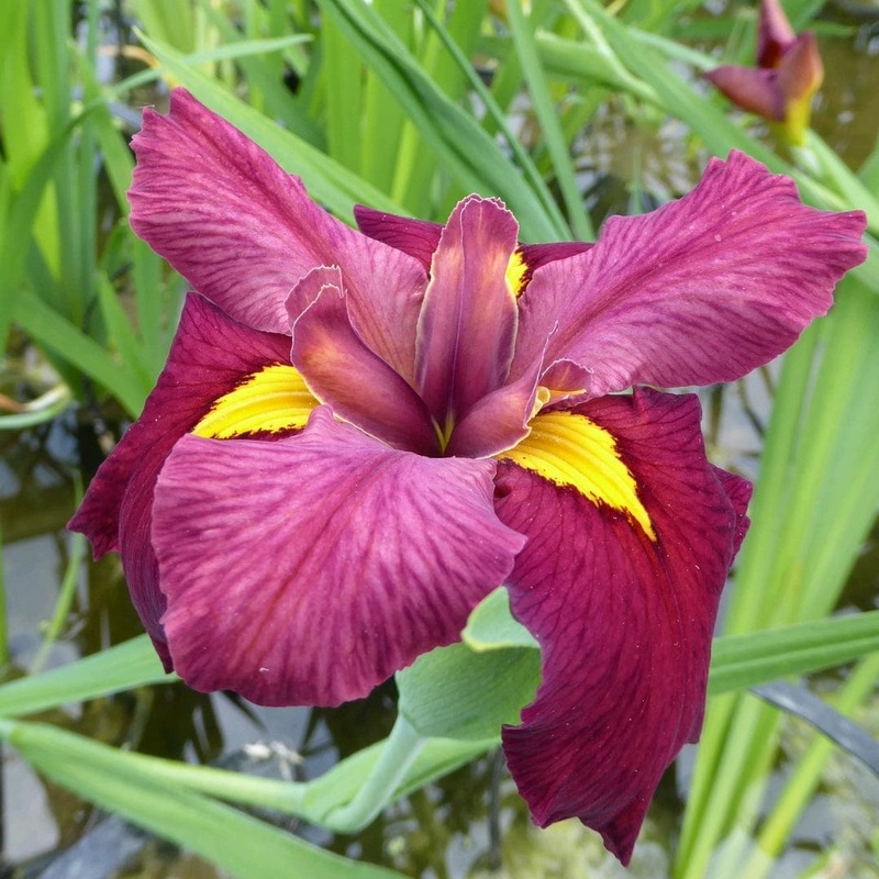 Iris louisiana ‘Ann Chowning’ Plant in a 1L Aquatic Pot