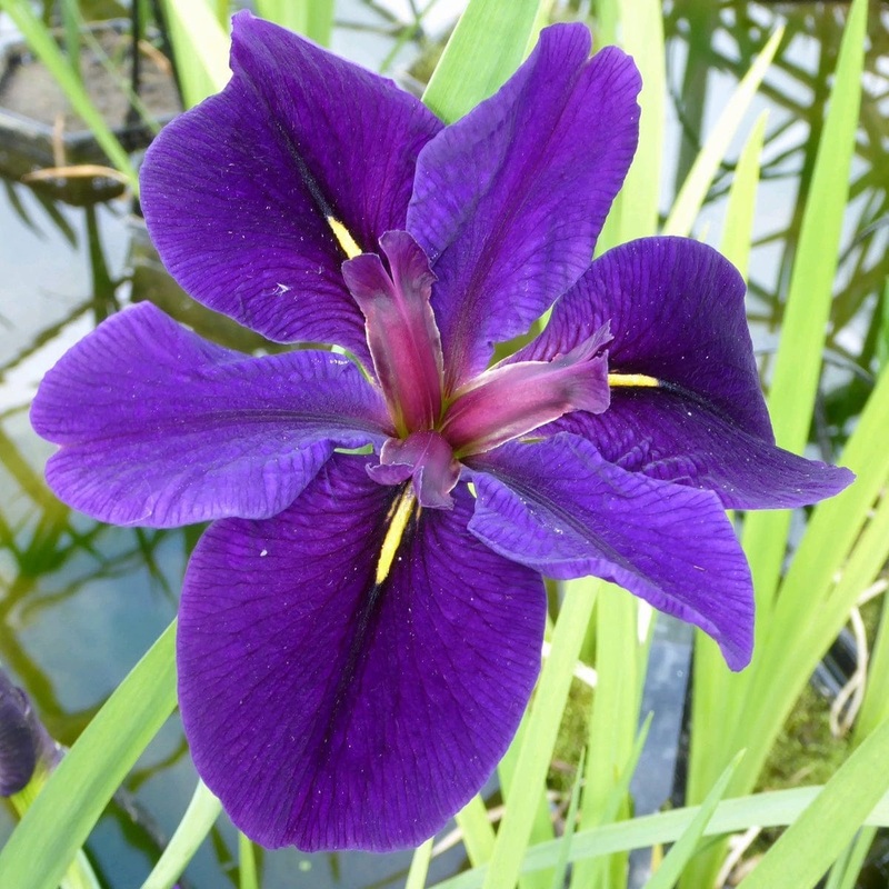 Iris louisiana ‘Black Gamecock’ Plant in a 1L Aquatic Pot