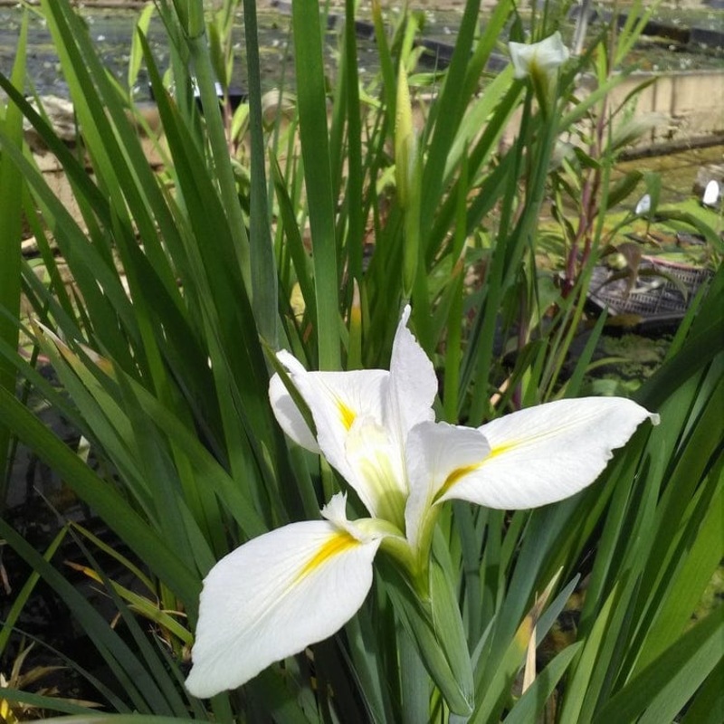 Iris louisiana ‘Her Highness’ Plant in a 3L Aquatic Pot