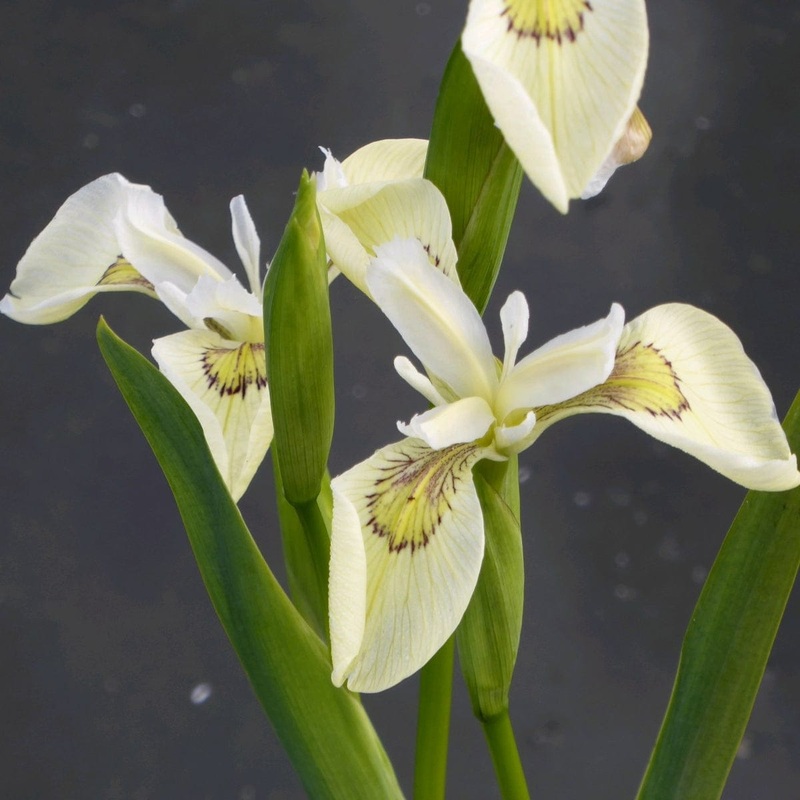 Iris pseudacorus ‘Alba’ Plant in a 1L Aquatic Pot