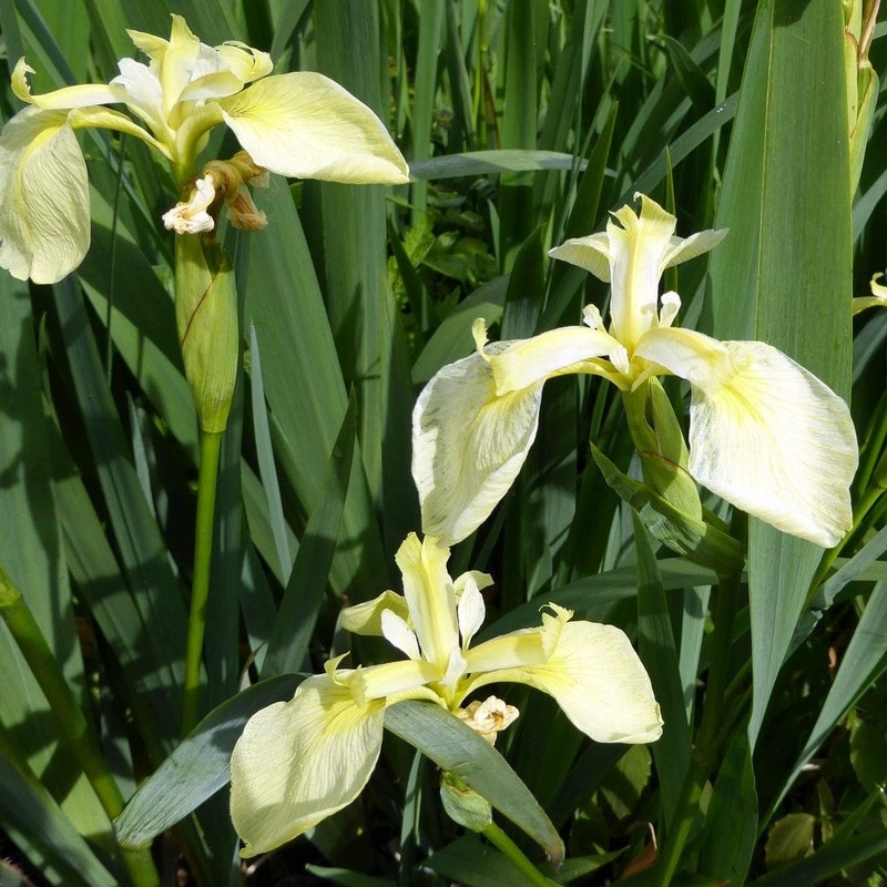 Iris pseudacorus bastardii Plant in a 1L Aquatic Pot