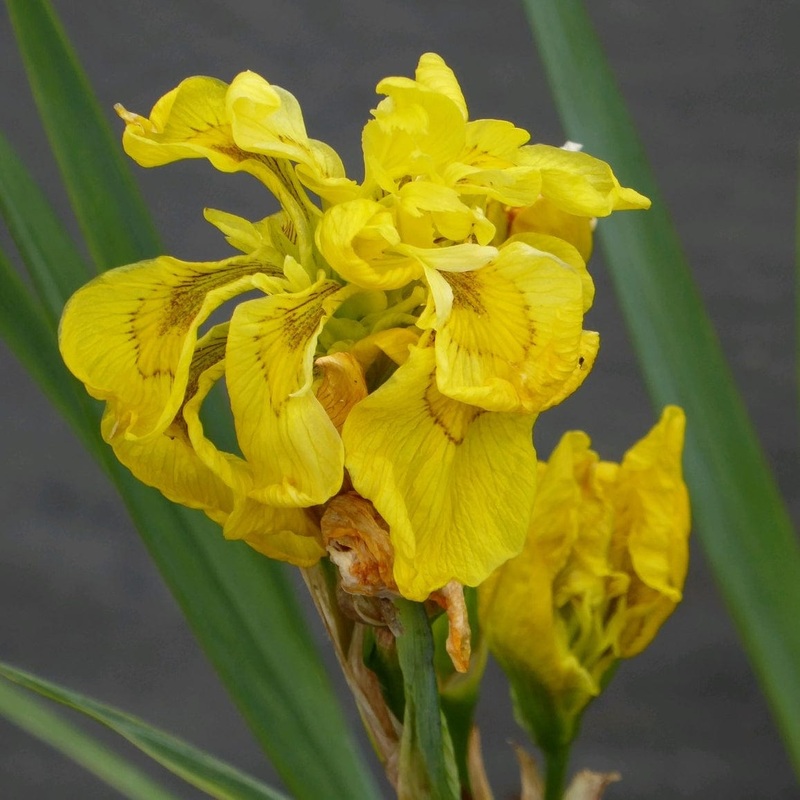 Iris pseudacorus ‘Flore Pleno’ Plant in a 3L Aquatic Pot