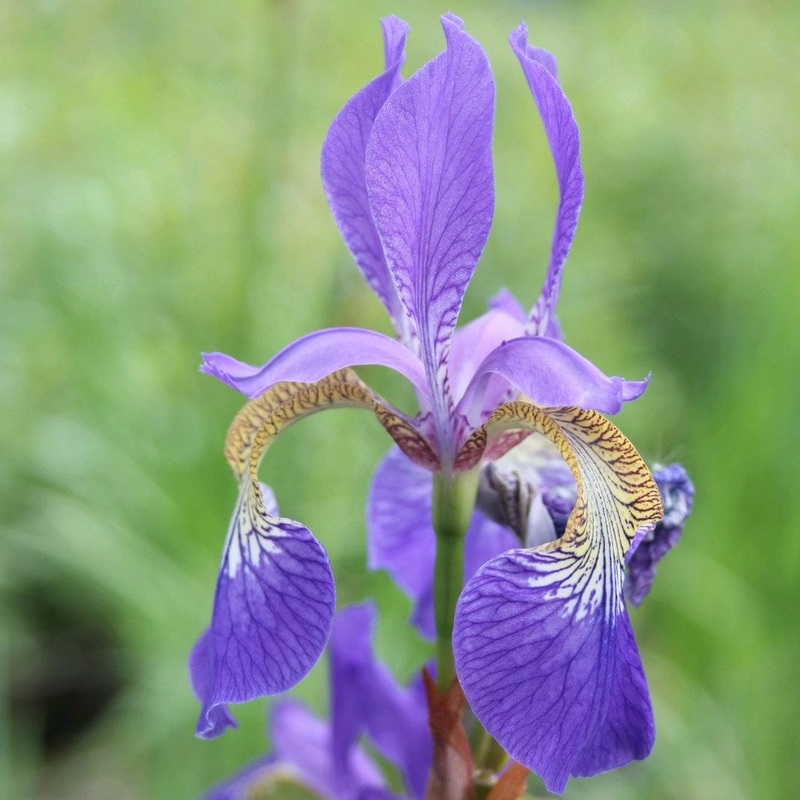 Iris sibirica Plant in a 1L Aquatic Pot