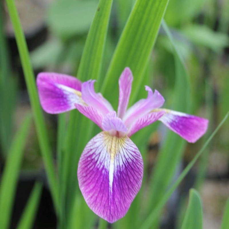Iris versicolor ‘Kermesina’ Plant in a 1L Aquatic Pot
