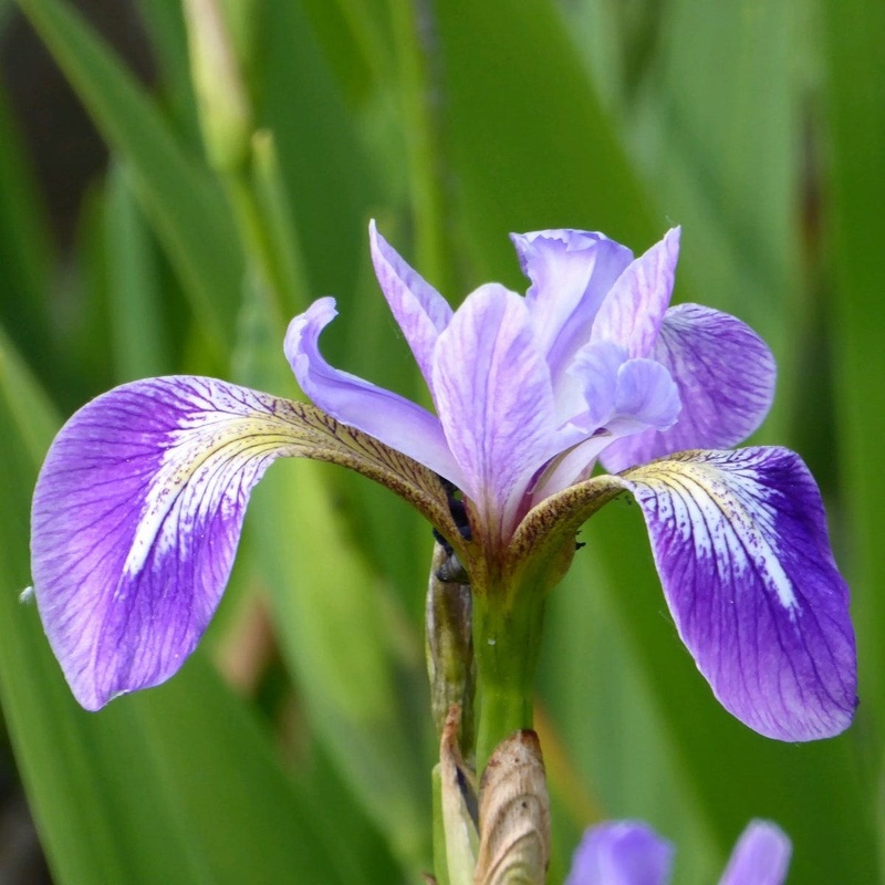 Iris versicolor Plant in a 1L Aquatic Pot