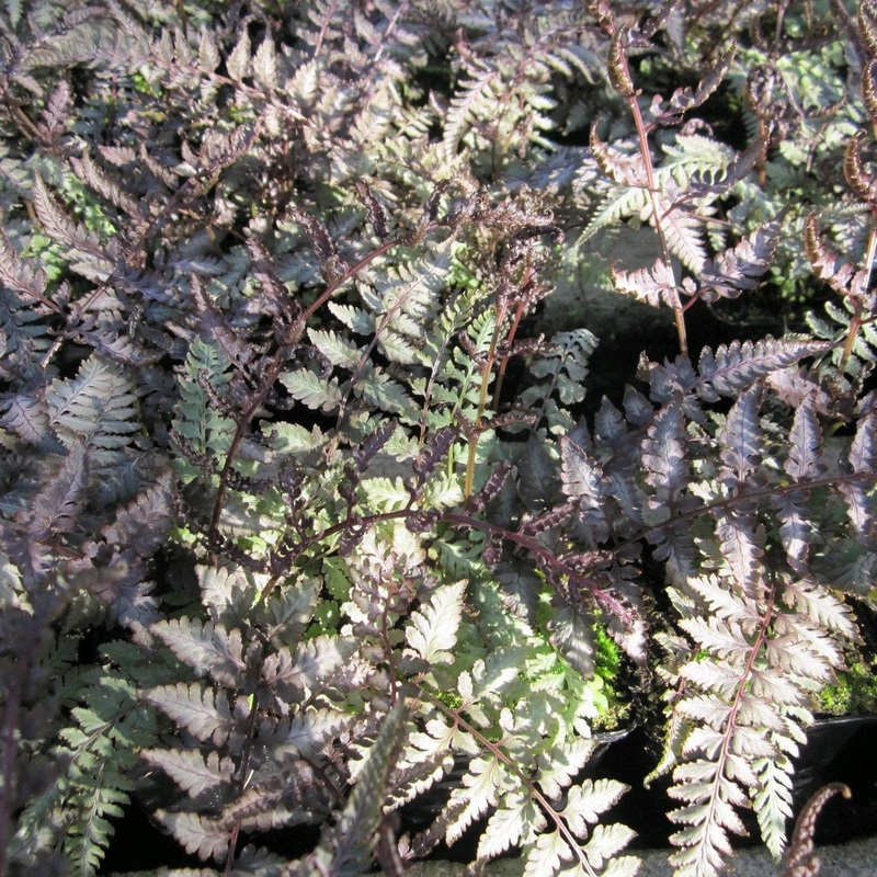 Japanese Painted Fern | Athyrium metallicum