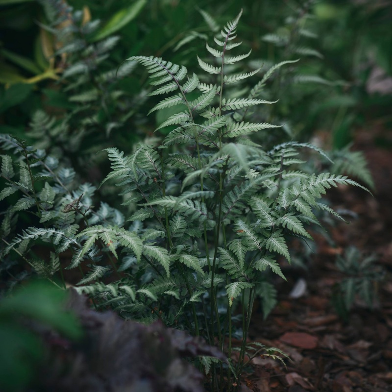 Japanese Painted Fern | Athyrium niponicum metallicum 3 Plants in 9cm Pots