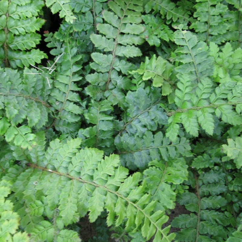 Japanese Tassel Ferns 3 Plants in 9cm Pots