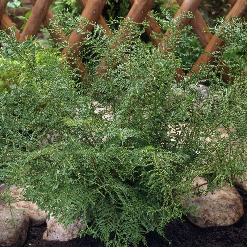 Lace Fern | Dryopteris Linearis Polydactila