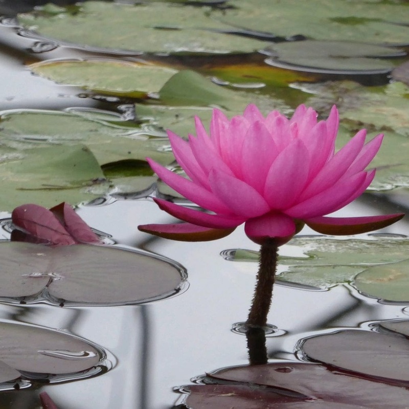Large Double Petal Water Lily | Nymphaea ‘Mayla’ Plant in a 3L Aquatic Pot
