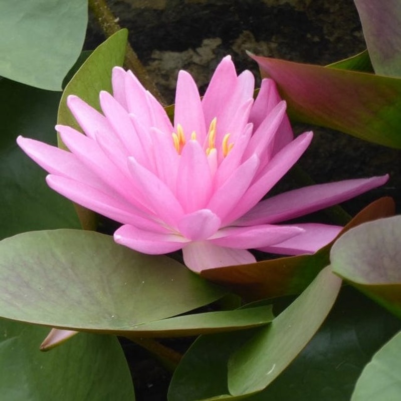 Large Pink Water Lily | Nymphaea ‘Rose Arey’ Plant in a 3L Aquatic Pot