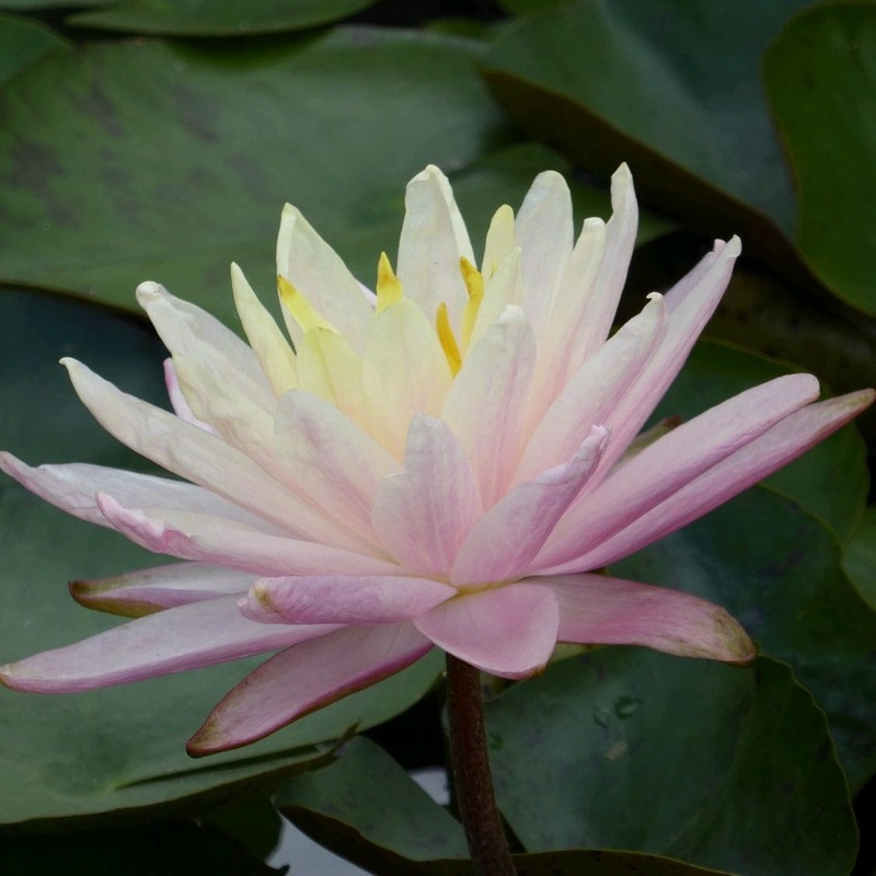 Large Water Lily | Nymphaea ‘Barbara Dobbins’ Plant in a 3L Aquatic Pot