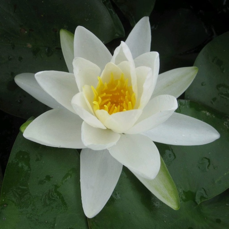 Large Water Lily | Nymphaea ‘Gladstoniana’ Plant in a 3L Aquatic Pot