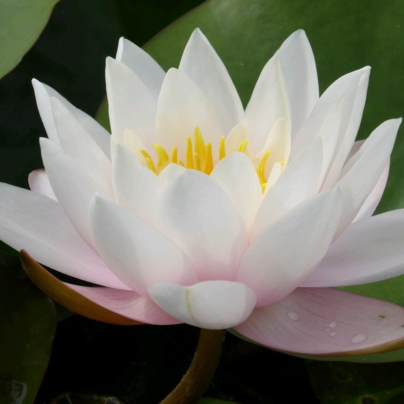 Large Water Lily | Nymphaea ‘Marliacea Carnea’ Plant in a 3L Aquatic Pot