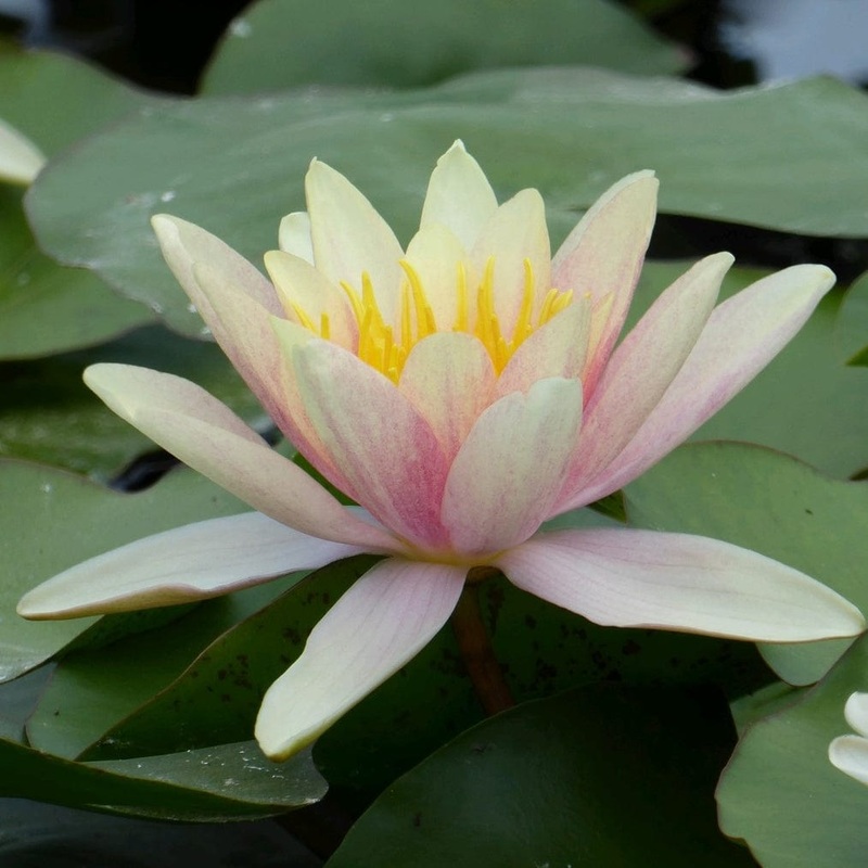 Large Water Lily | Nymphaea ‘Paul Hariot’ Plant in a 3L Aquatic Pot
