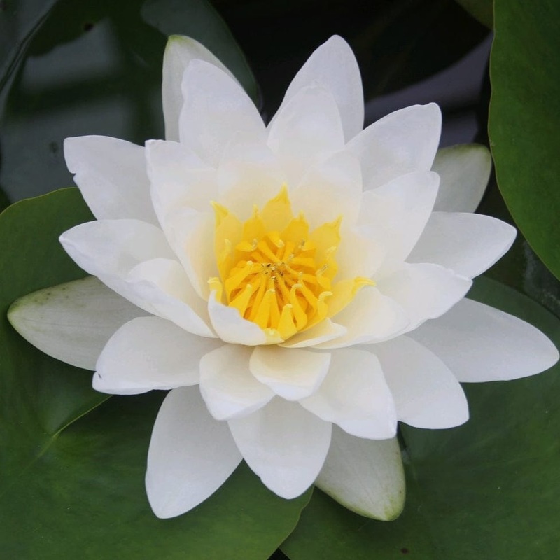 Large White Water Lily | Nymphaea ‘Virginalis’ Plant in a 1L Aquatic Pot