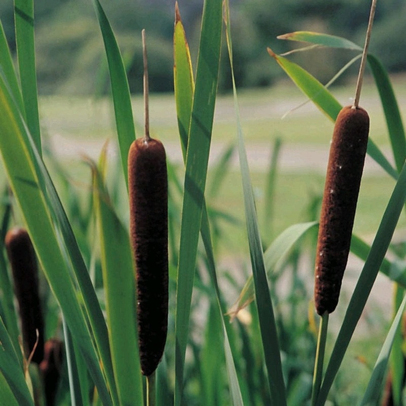 Lesser Bulrush | Typha angustifolia Plant in a 1L Aquatic Pot