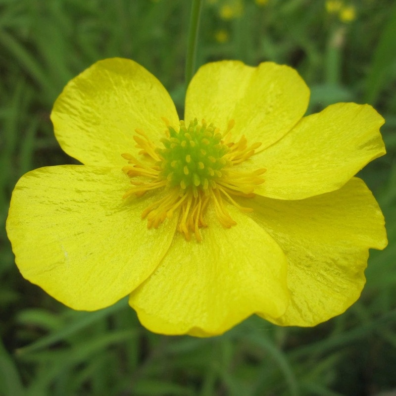 Lesser Spearwort | Ranunculus flammula Plant in a 1L Aquatic Pot