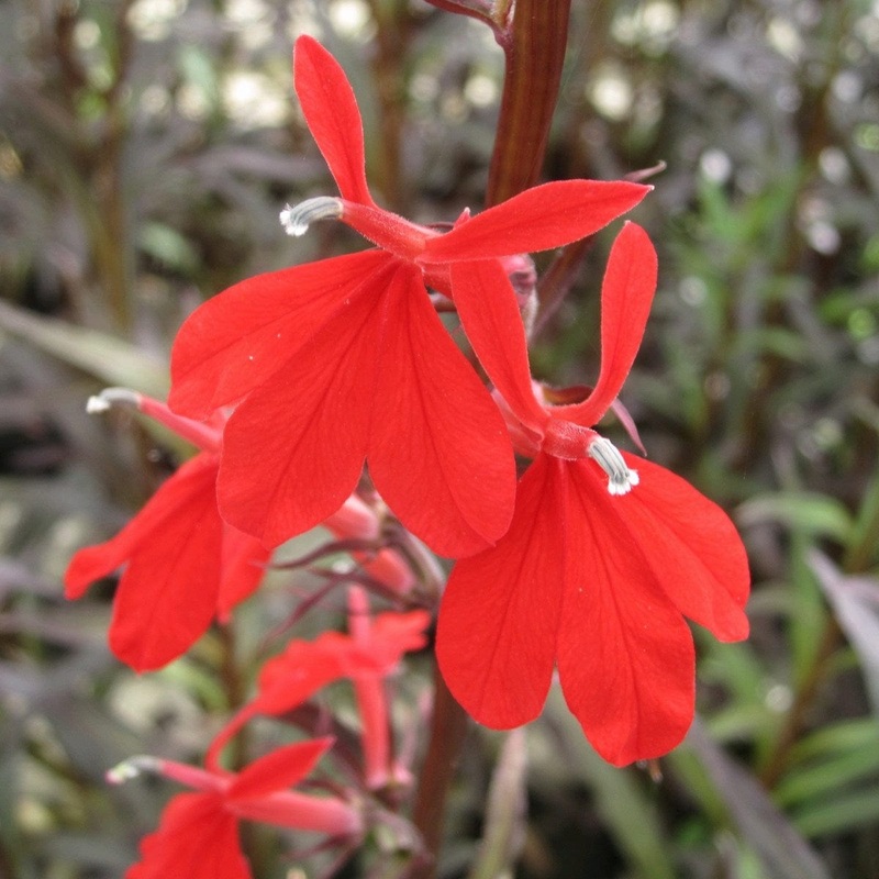 Lobelia fulgens ‘Queen Victoria’ Plant in a 1L Aquatic Pot
