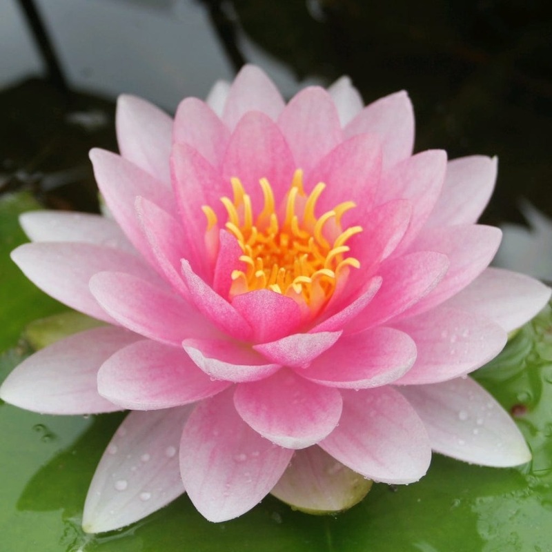 Long Flowering Water Lily | Nymphaea hollandia ‘Darwin’ Plant in a 1L Aquatic Pot