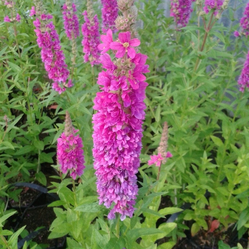 Loosestrife | Lythrum salicaria ‘Robert’ Plant in a 1L Aquatic Pot