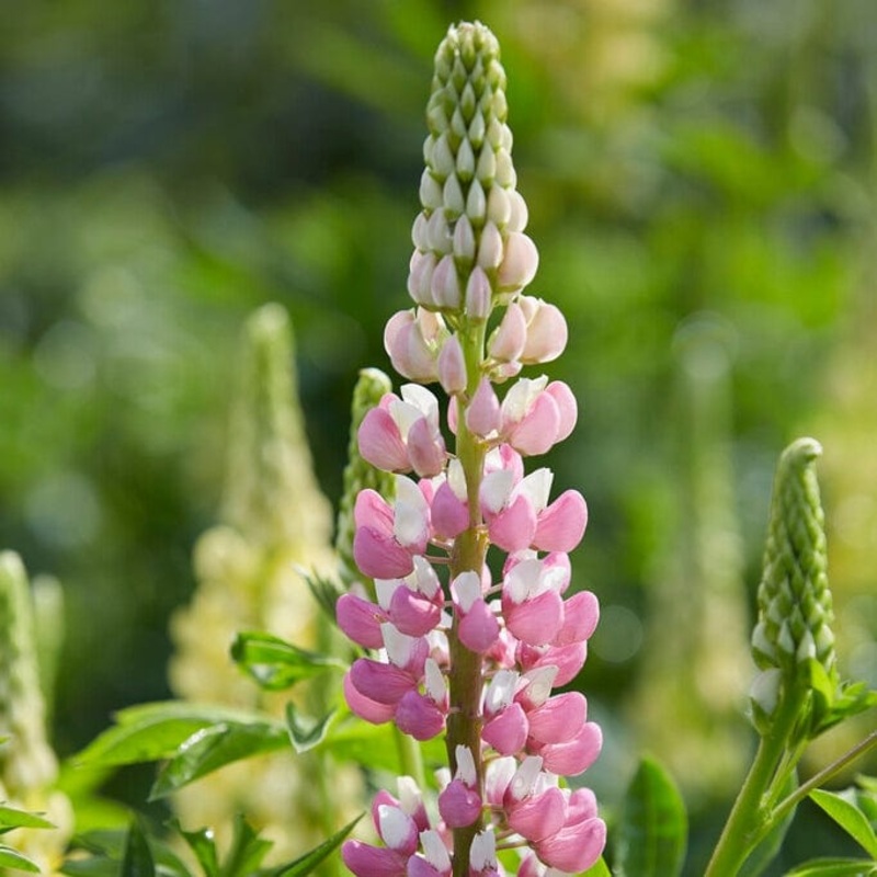 Lupin ‘Legendary Rose Shades’ Premium Plant in a 3L Pot