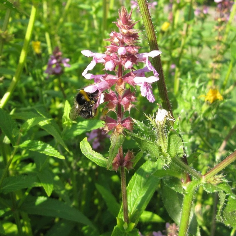 Marsh Woundwort | Stachys palustris Plant in a 1L Aquatic Pot
