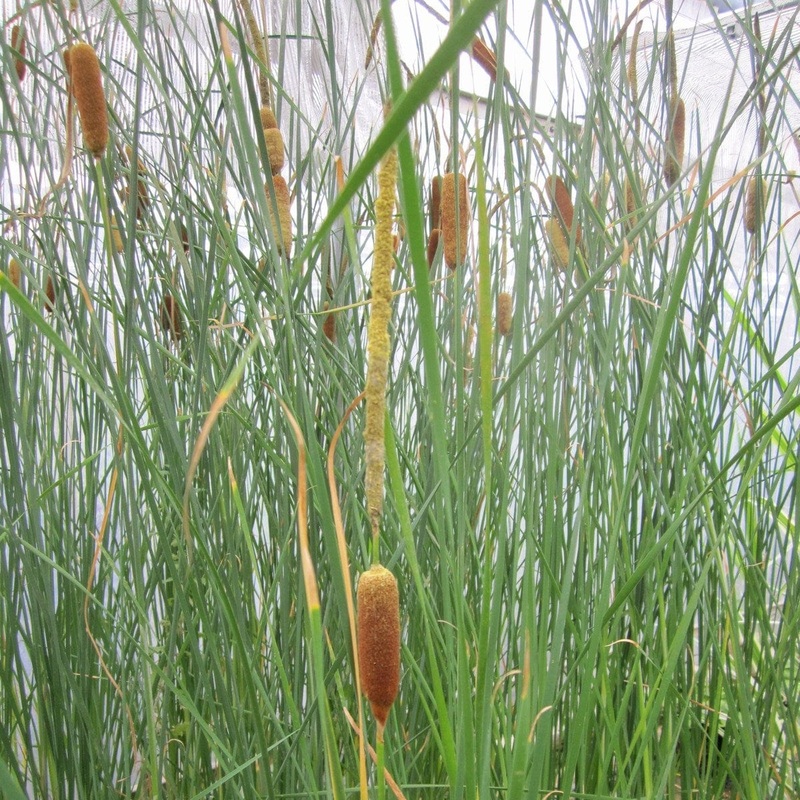 Medium Bulrush | Typha gracilis Plant in a 1L Aquatic Pot