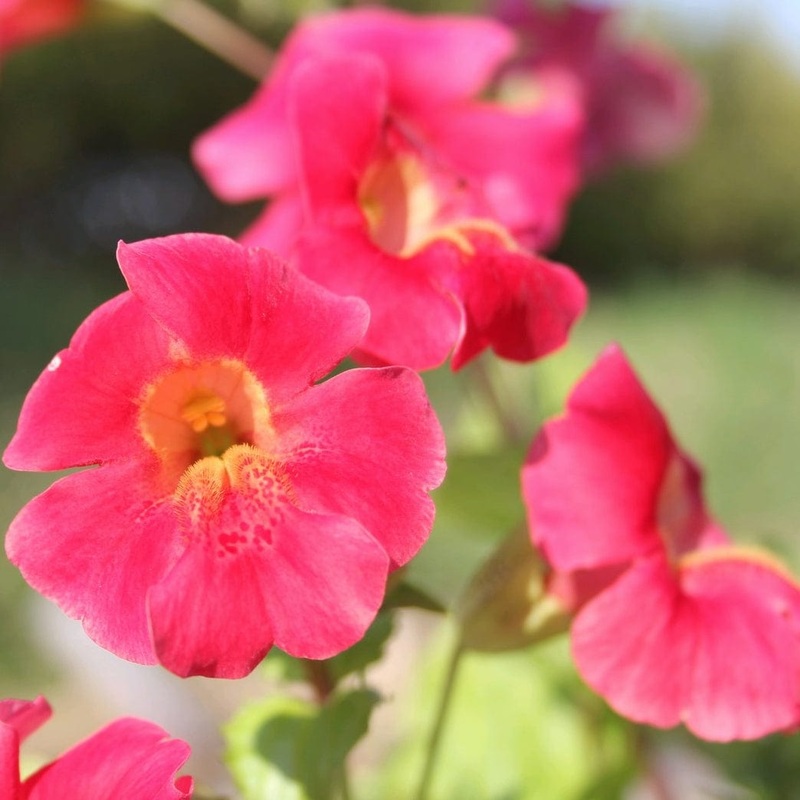Mimulus cupreus | Red Emperor Plant in a 1L Aquatic Pot