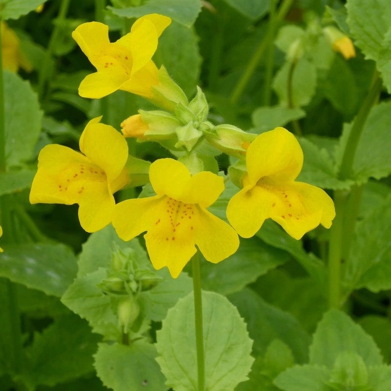 Mimulus guttatus | Yellow Monkey Flower Plant in a 1L Aquatic Pot