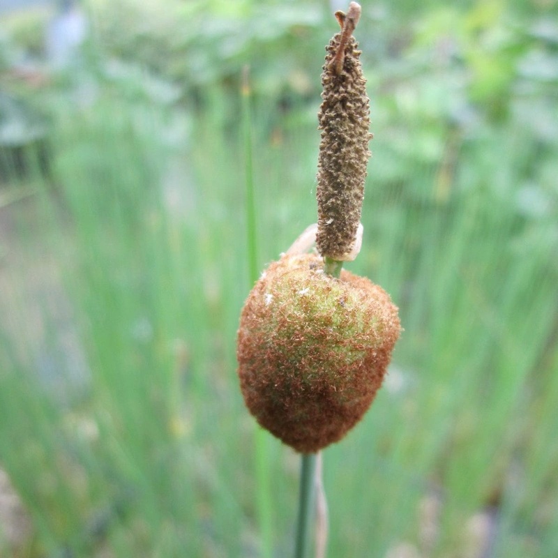 Miniature Bulrush | Typha minima Plant in a 1L Aquatic Pot