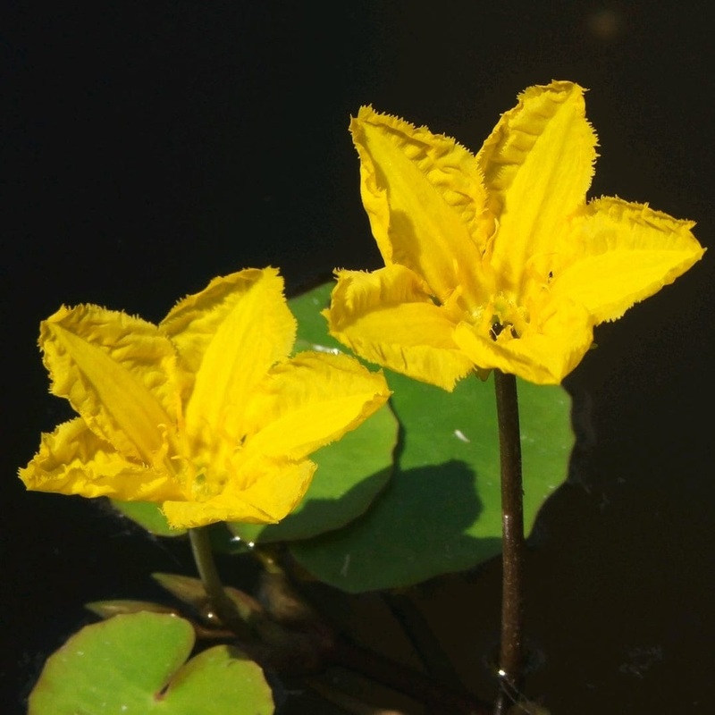 Nymphoides peltata | Yellow Floating Heart Plant in a 1L Aquatic Pot