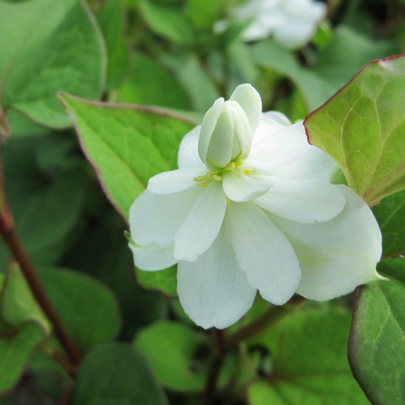 Orange Peel Plant | Houttuynia cordata ‘Plena’ Plant in a 1L Aquatic Pot