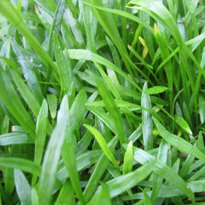 Oxygenating Brazilian Micro Sword | Lilaeopsis brasiliensis Plant in a 1L Pot