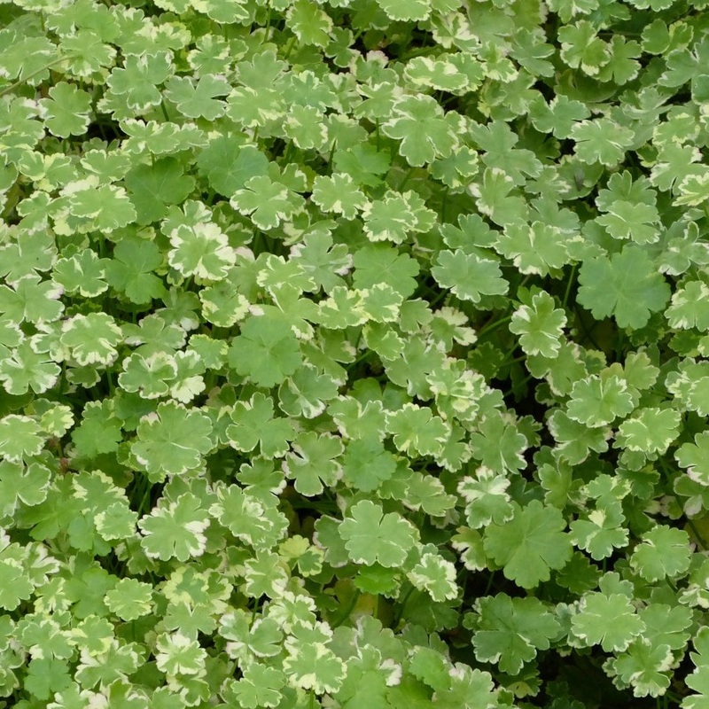 Oxygenating Crystal Confetti | Hydrocotyle sibthorpioides variegata Plant in a 1L Pot