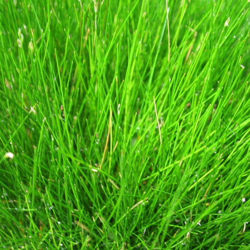 Oxygenating Dwarf Hairgrass | Eleocharis acicularis Plant in a 1L Pot