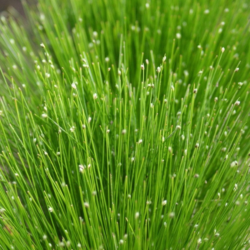 Oxygenating Fibre Optic Plant | Isolepsis cerna Plant in a 1L Pot