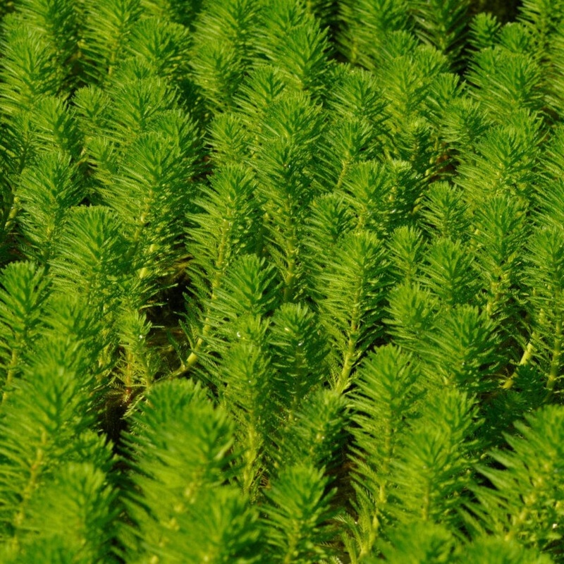 Oxygenating Hornwort Plant | Ceratophyllum demersum 5 Bunches of Oxygenating Pond Plants