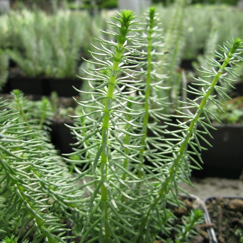 Oxygenating Mare’s Tail | Hippuris vulgaris Plant in a 1L Aquatic Pot