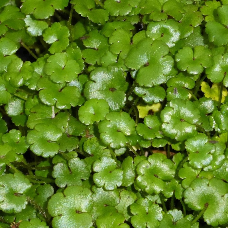 Oxygenating Miniature Pennywort | Hydrocotyle novae-zeelandiae Plant in a 1L Pot