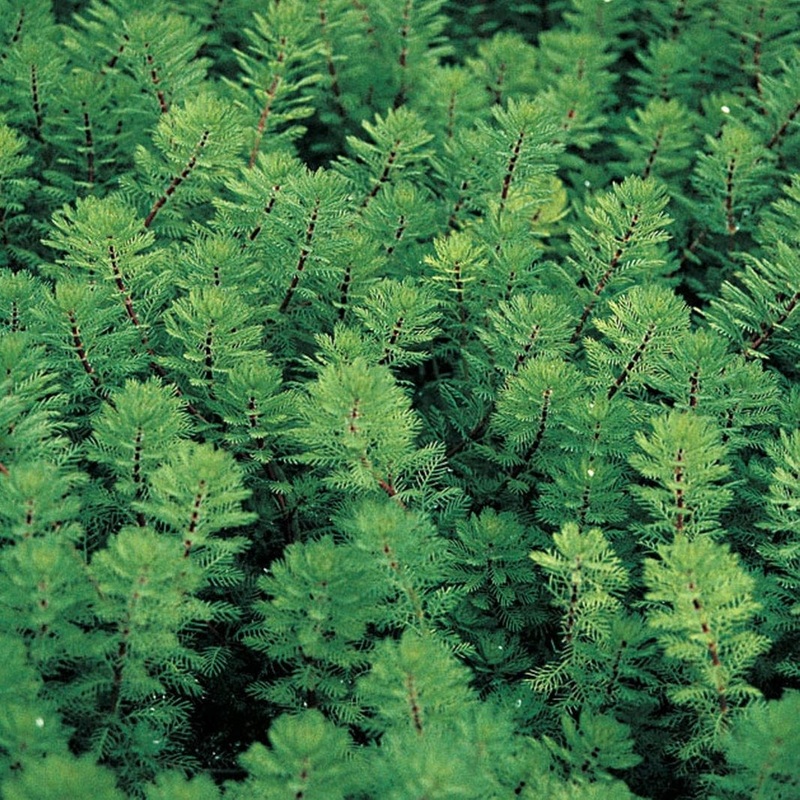 Oxygenating Red Stem Parrot’s Feather | Myriophyllum brasiliensis Plant in a 1L Pot